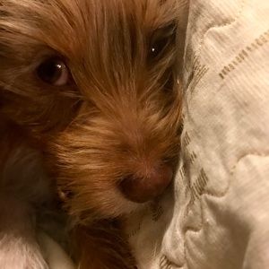 Meet your Posher, Sam